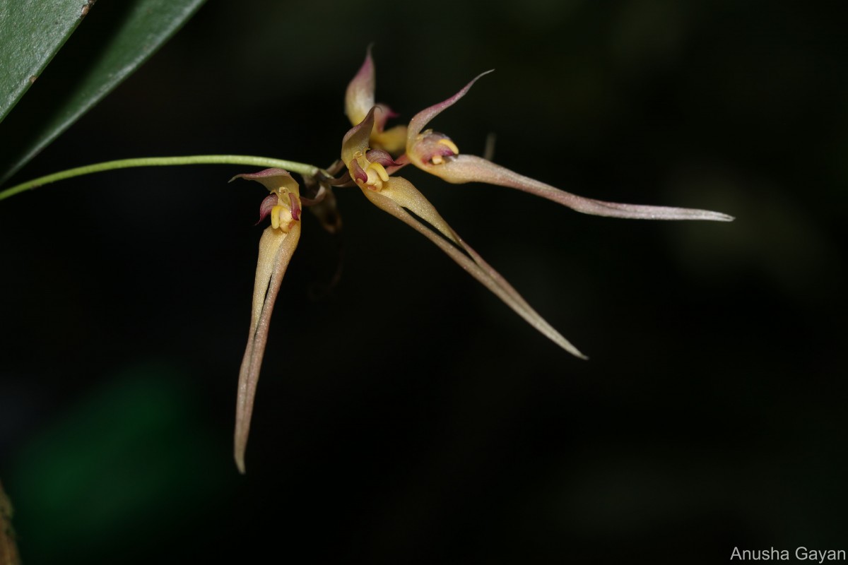 Bulbophyllum macraei (Lindl.) Rchb.f.